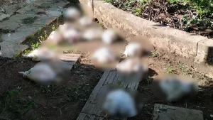 Σε απόγνωση οι κάτοικοι στον κάμπο Πεδινής Ιωαννίνων: Άγρια ζώα αφανίζουν κοτέτσια και καλλιέργειες (βίντεο)