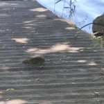 Παλιά Σφαγεία: Ποντίκια κάνουν βόλτες στο Λιμανάκι (βίντεο)