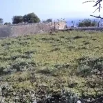 Ζίτσα: Κάμερα κατέγραψε λύκο μετά από απώλειες ζώων – Εντοπίστηκαν και λυκόπουλα