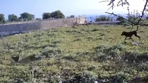 Ζίτσα: Κάμερα κατέγραψε λύκο μετά από απώλειες ζώων – Εντοπίστηκαν και λυκόπουλα