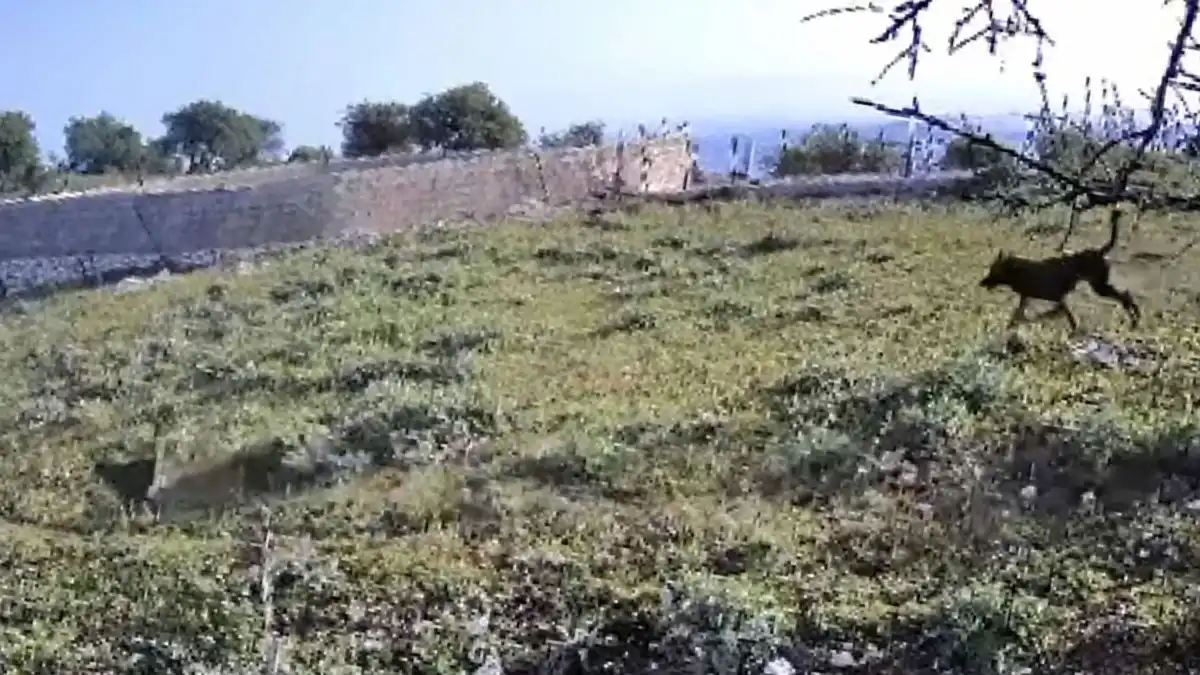 Ζίτσα: Κάμερα κατέγραψε λύκο μετά από απώλειες ζώων – Εντοπίστηκαν και λυκόπουλα