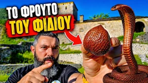 ΤΟ ΦΡΟΥΤΟ ΤΟΥ ΦΙΔΙΟΥ! Δοκίμασα το πιο παράξενο εξωτικό φρούτο | Snake Fruit (Salak) – Αξίζει;