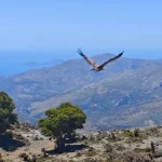 Στελέχη του Εθνικού Πάρκου Βόρειας Πίνδου εκπαιδεύτηκαν στην Κρήτη για την προστασία του όρνιου