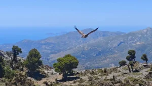 Στελέχη του Εθνικού Πάρκου Βόρειας Πίνδου εκπαιδεύτηκαν στην Κρήτη για την προστασία του όρνιου