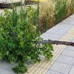 Ανατολή Ιωαννίνων: Κατέστρεψαν περίπου 15 νεόφυτα δέντρα – Αγανάκτηση και έκκληση για παρέμβαση