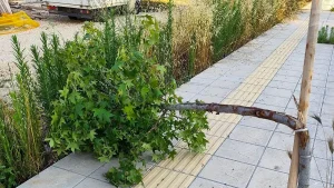 Ανατολή Ιωαννίνων: Κατέστρεψαν περίπου 15 νεόφυτα δέντρα – Αγανάκτηση και έκκληση για παρέμβαση