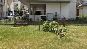 Δήμος Ιωαννιτών: Ανεγκέφαλοι έκοψαν με πριόνι δέντρο στο πάρκο τσέπης στους Αμπελόκηπους