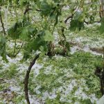 Καταστροφή στους αμπελώνες της Ζίτσας από την απογευματινή χαλαζόπτωση (video)