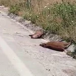 Ιωάννινα: Τέσσερα αγριογούρουνα νεκρά μετά από σύγκρουση με βαρύ όχημα