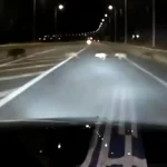 Αγριογούρουνα στον περιφερειακό στα Καρδαμίτσια – Καταγγελία οδηγού για κίνδυνο τροχαίου (βίντεο)