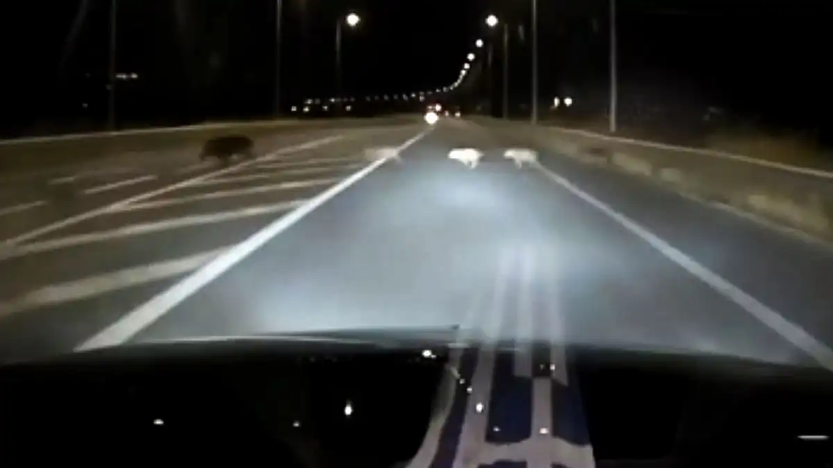 Αγριογούρουνα στον περιφερειακό στα Καρδαμίτσια – Καταγγελία οδηγού για κίνδυνο τροχαίου (βίντεο)