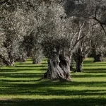 Θεσπρωτία: Ξεκινούν στις 6 Ιουλίου οι δολωματικοί ψεκασμοί για την καταπολέμηση του δάκου