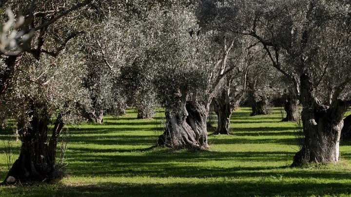 Θεσπρωτία: Ξεκινούν στις 6 Ιουλίου οι δολωματικοί ψεκασμοί για την καταπολέμηση του δάκου
