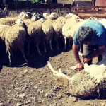 “Τελετουργία” το κούρεμα ζώων στα χωριά της Ηπείρου