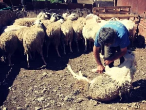 “Τελετουργία” το κούρεμα ζώων στα χωριά της Ηπείρου