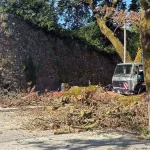 Κόπηκε ένα ακόμα άρρωστο πλατάνι στο παραλίμνιο των Ιωαννίνων