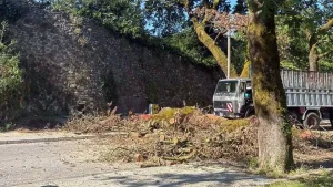 Κόπηκε ένα ακόμα άρρωστο πλατάνι στο παραλίμνιο των Ιωαννίνων