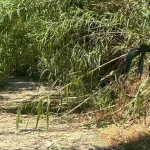 Ριζοβούνι: Ακαθάριστη βλάστηση δίπλα σε σπίτια – Έκκληση προς τον Δήμο Ζηρού πριν να είναι αργά