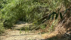 Ριζοβούνι: Ακαθάριστη βλάστηση δίπλα σε σπίτια – Έκκληση προς τον Δήμο Ζηρού πριν να είναι αργά