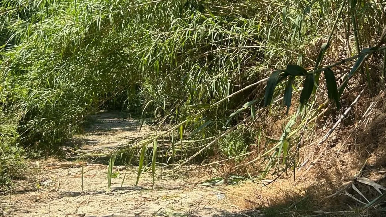 Ριζοβούνι: Ακαθάριστη βλάστηση δίπλα σε σπίτια – Έκκληση προς τον Δήμο Ζηρού πριν να είναι αργά