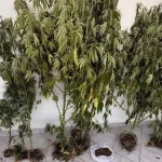 Πρέβεζα: Συνελήφθη για καλλιέργεια κάνναβης σε περιφραγμένο οικόπεδο