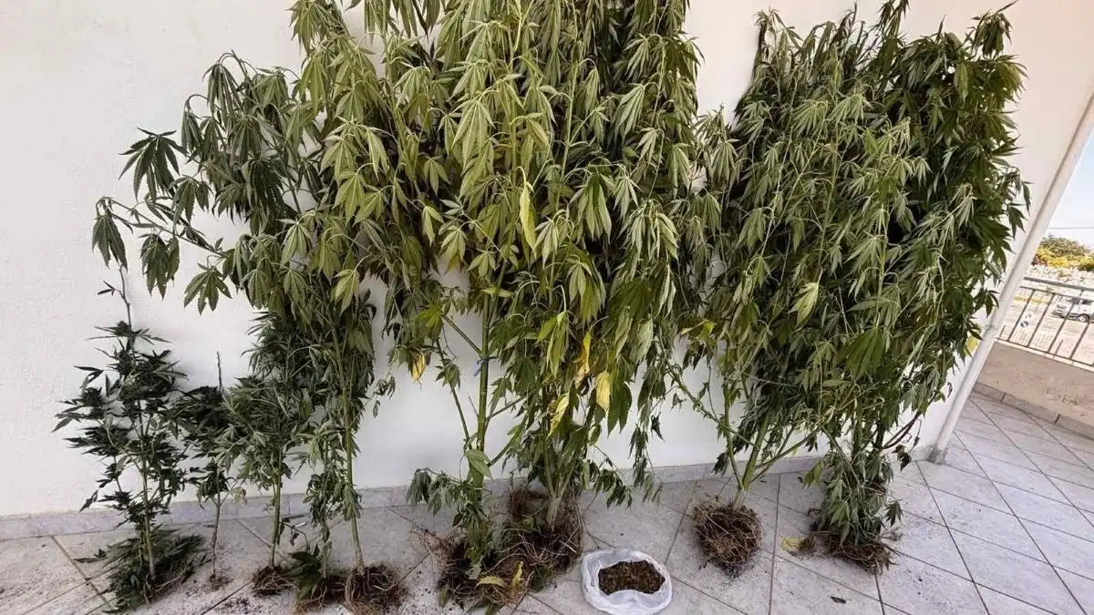 Πρέβεζα: Συνελήφθη για καλλιέργεια κάνναβης σε περιφραγμένο οικόπεδο