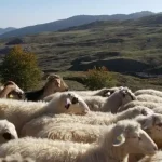 Μ. Σχοινάς: Ελληνική προτεραιότητα η ανασυγκρότηση της κτηνοτροφίας και η ανασύσταση των κοπαδιών