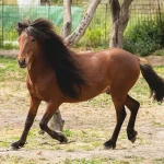 Ανοιχτή συνάντηση στα Πλαίσια Ιωαννίνων, με επίκεντρο το άλογο και την εκτροφή του