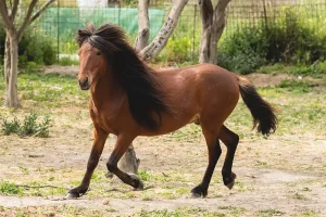 Ανοιχτή συνάντηση στα Πλαίσια Ιωαννίνων, με επίκεντρο το άλογο και την εκτροφή του
