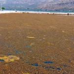 Αιτωλικό: «Διαρκές περιβαλλοντικό έγκλημα» καταγγέλλουν οι ΠΡΑΣΙΝΟΙ – Οικολογία για τη λιμνοθάλασσα