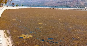 Αιτωλικό: «Διαρκές περιβαλλοντικό έγκλημα» καταγγέλλουν οι ΠΡΑΣΙΝΟΙ – Οικολογία για τη λιμνοθάλασσα