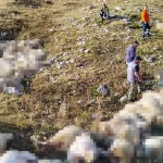 «Τυχερός μέσα στην ατυχία του ο πατέρας μας» – Το ευχαριστώ της οικογένειας Δεκόλη μετά την απώλεια των ζώων από κεραυνό
