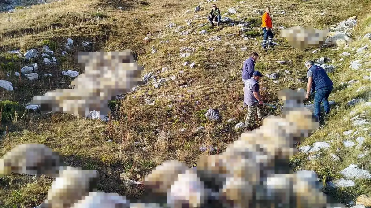 «Τυχερός μέσα στην ατυχία του ο πατέρας μας» – Το ευχαριστώ της οικογένειας Δεκόλη μετά την απώλεια των ζώων από κεραυνό