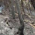 Αρναούτογλου στο Ευρωκοινοβούλιο: «Πόσα ακόμη δάση πρέπει να καούν για να γίνει η πρόληψη προτεραιότητα;»