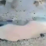 Ιωάννινα: Επικίνδυνη λακούβα στον δρόμο προς Αγία Μαρίνα και Κρύα (βίντεο)