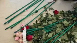 Αττική: Κοκαΐνη κρυμμένη σε τριαντάφυλλα από την Κολομβία – Έξι συλλήψεις