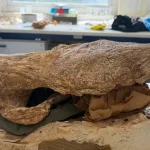 Ηράκλειο: Ρινόκερος ηλικίας 8 – 8,5 εκ. ετών, βρέθηκε στο Γεωπάρκο της Σητείας
