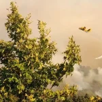 Πανηπειρωτική Συνομοσπονδία: Ανησυχία για τη φωτιά στην Κόνιτσα και αίτημα για άμεσα μέτρα