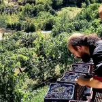 Μέτσοβο: 100 εθελοντές στον τρύγο των ιστορικών αμπελώνων της Μονής Βοτσάς και του Αγίου Νικολάου