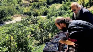 Μέτσοβο: 100 εθελοντές στον τρύγο των ιστορικών αμπελώνων της Μονής Βοτσάς και του Αγίου Νικολάου