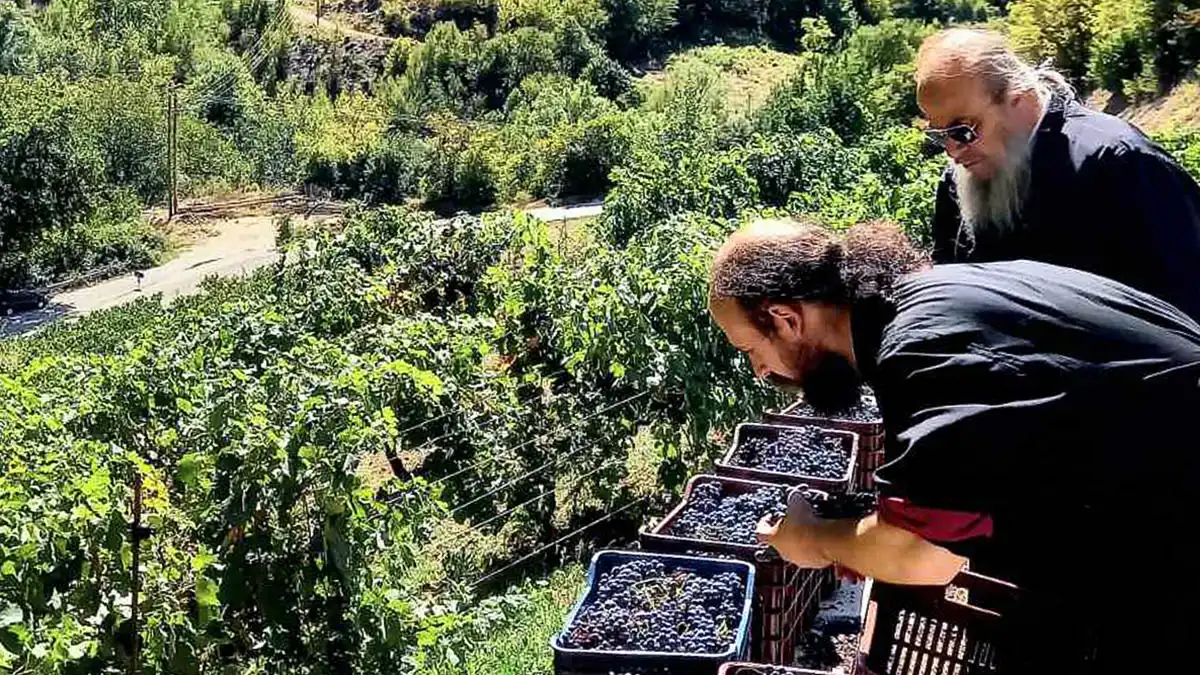 Μέτσοβο: 100 εθελοντές στον τρύγο των ιστορικών αμπελώνων της Μονής Βοτσάς και του Αγίου Νικολάου