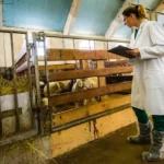 Σε 24ωρη απεργία οι δημόσιοι κτηνίατροι την Παρασκευή 11 Σεπτεμβρίου