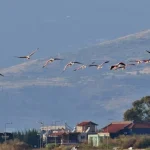 EuroBirdwatch 2026: Γιορτή για τα μεταναστευτικά πουλιά στην Παμβώτιδα