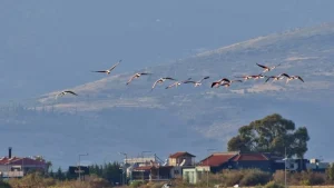 EuroBirdwatch 2026: Γιορτή για τα μεταναστευτικά πουλιά στην Παμβώτιδα