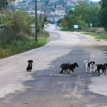 Ελεούσα: Καταγγελία για αδέσποτα σκυλιά σε δρόμο με συνεχή κυκλοφορία οχημάτων