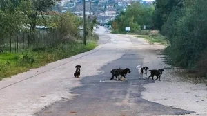 Ελεούσα: Καταγγελία για αδέσποτα σκυλιά σε δρόμο με συνεχή κυκλοφορία οχημάτων