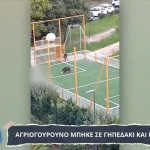 Γαλλία: Αγριογούρουνο εισέβαλε σε γήπεδο και πέτυχε… γκολ! (βίντεο)