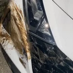 Ιωάννινα: Αγριογούρουνα στη Βλαχόστρατα