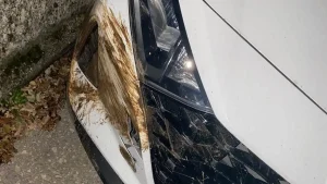 Ιωάννινα: Αγριογούρουνα στη Βλαχόστρατα