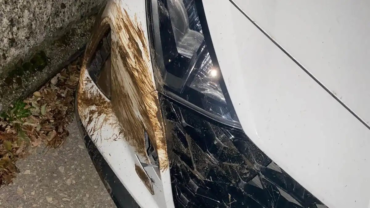 Ιωάννινα: Αγριογούρουνα στη Βλαχόστρατα